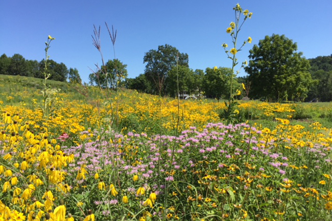 Digging Deeper: Confessions of a Prairie Plant Addict